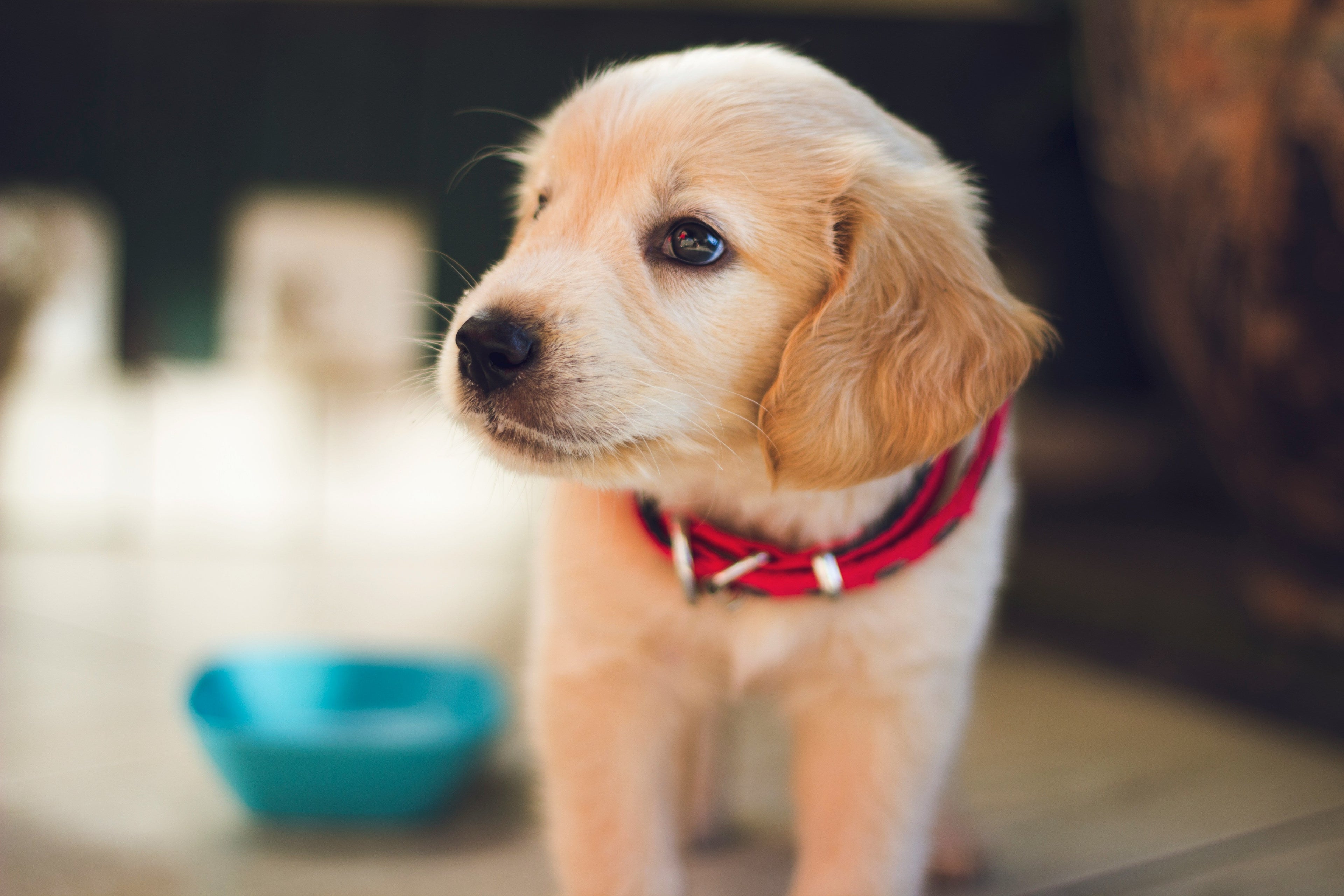 Paw-some Style: The Hottest Pet Accessory Trends of 2025